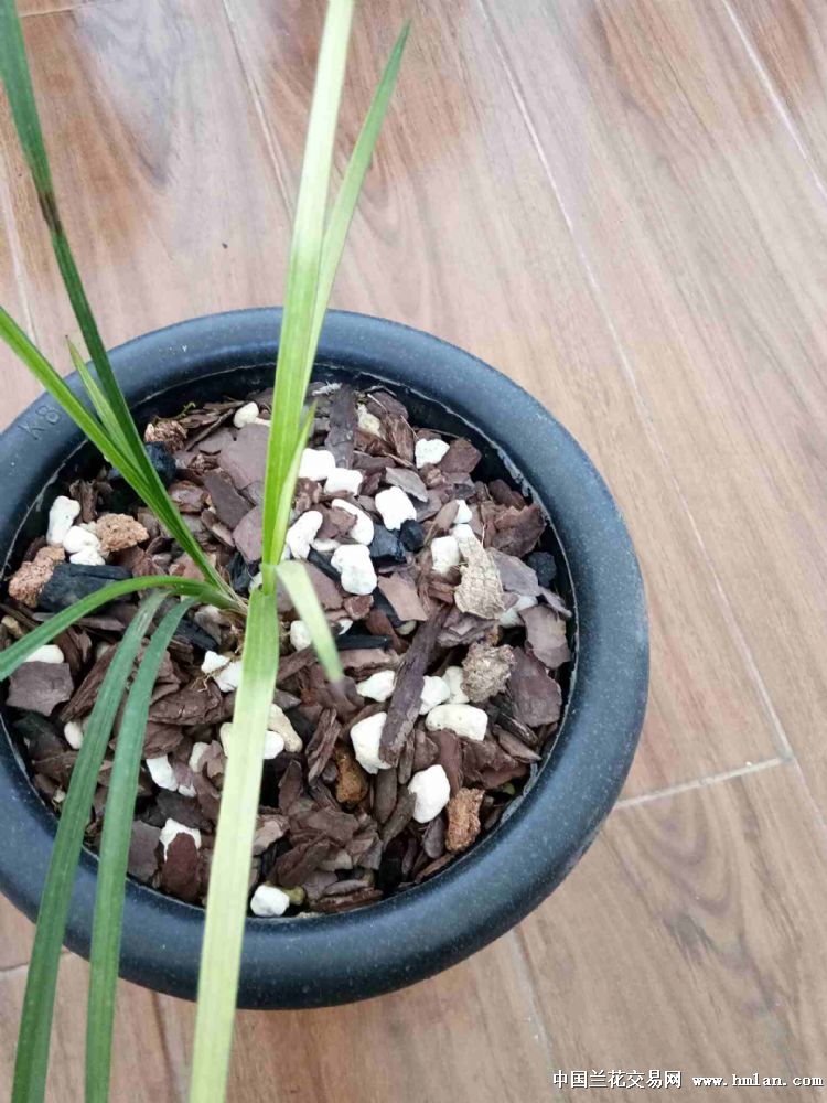 莲瓣兰艺草