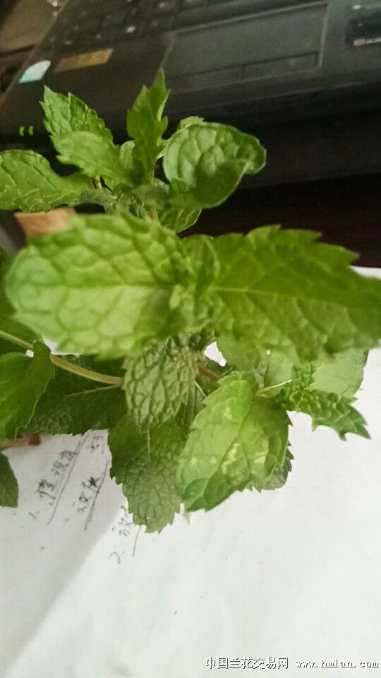 薄荷品种-其他花卉-中国兰花交易网社区