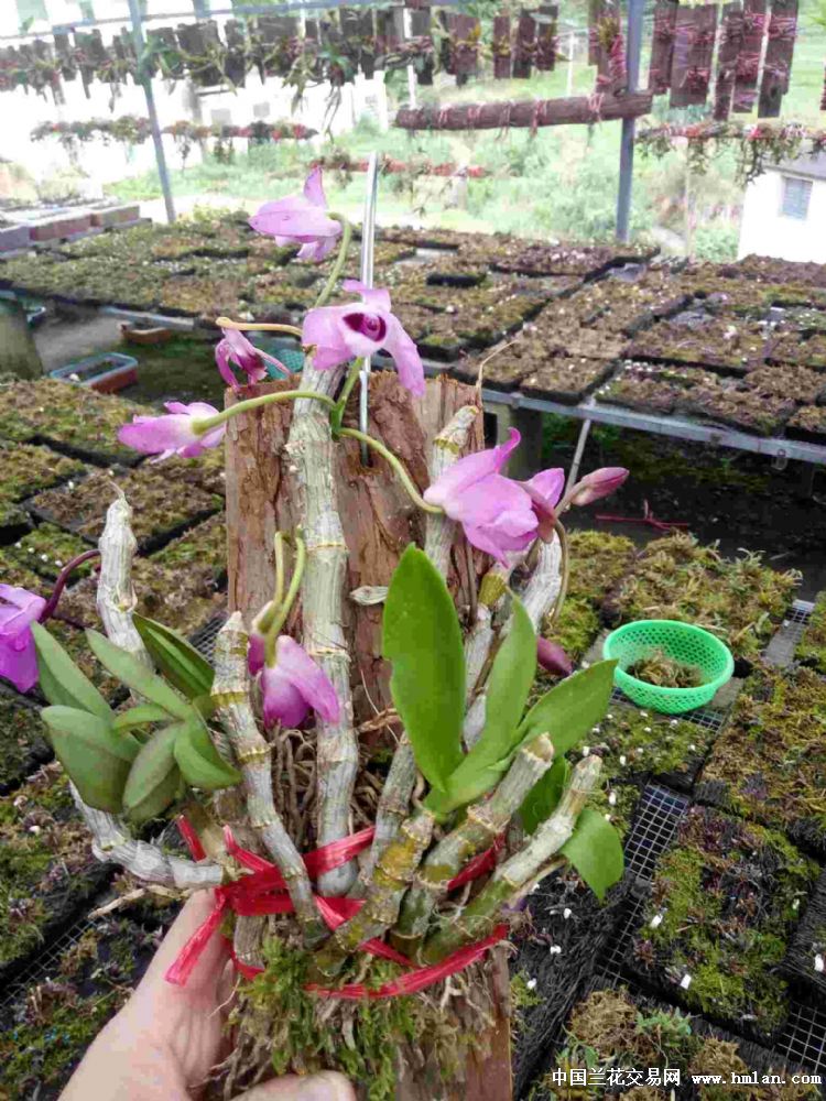 麝香石斛花开的如此娇艳