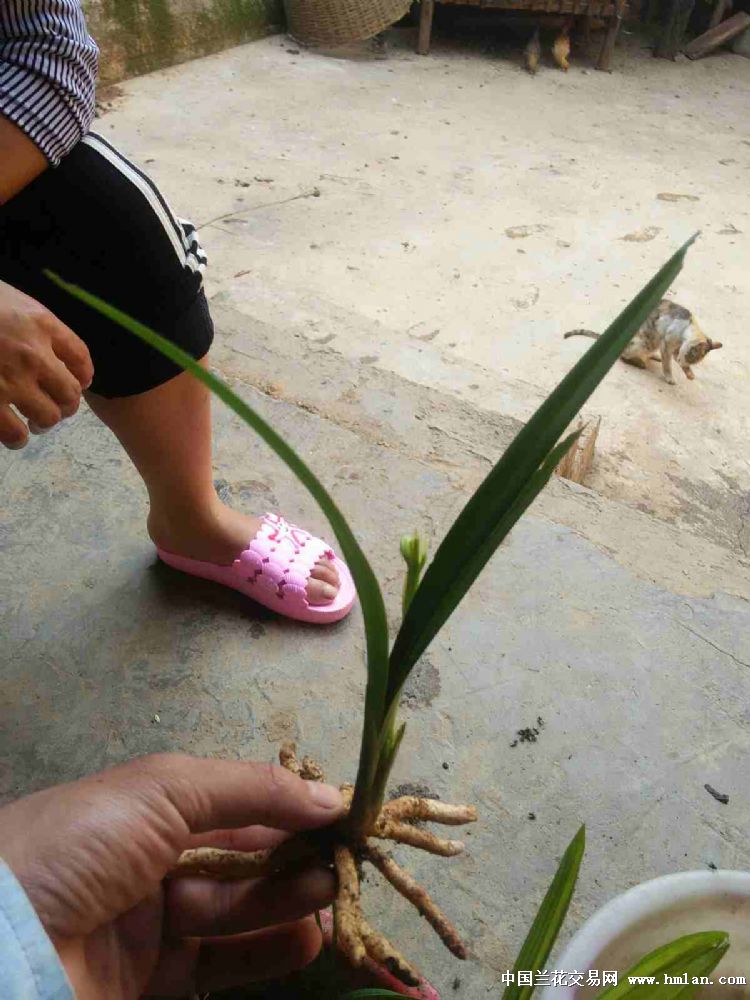 这里的珍珠兰花开的非常红,非常香