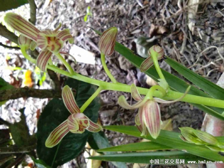 请指教-以兰会友-中国兰花交易网社区