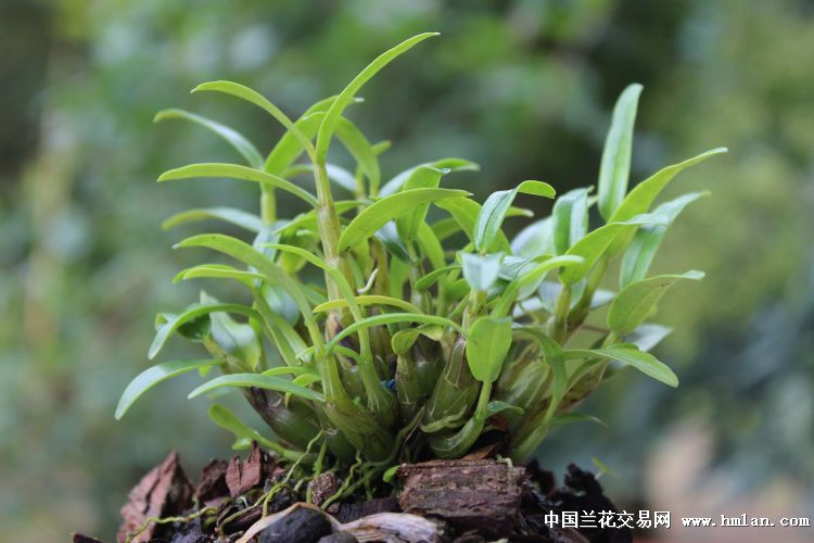 原产地仿野生霍山米斛2年苗(30头 中国兰花交易网