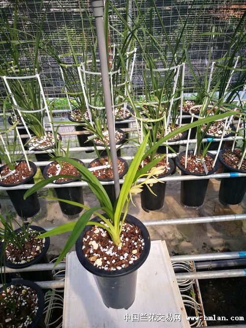 四季兰芽黄素开花-建兰篇-中国兰花交易网社区
