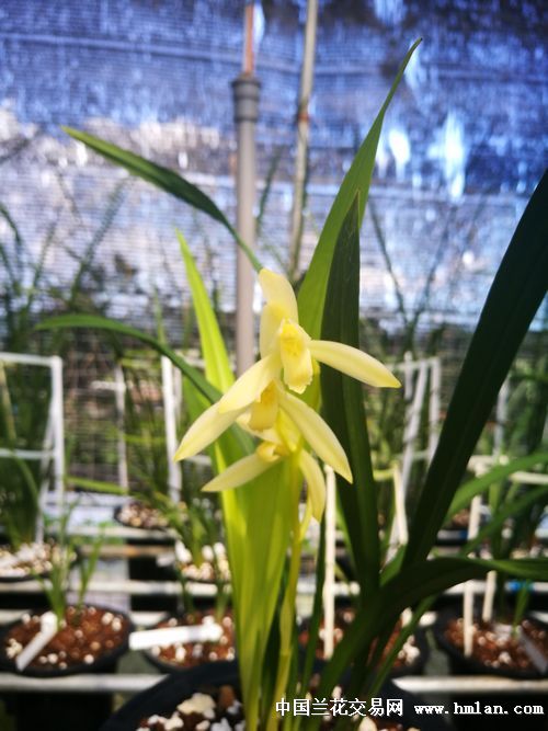 四季兰芽黄素开花-建兰篇-中国兰花交易网社区