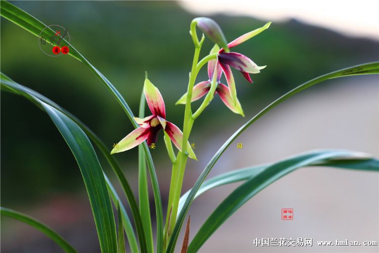 精美复色花【赤诚【峨眉晨光】4苗1花 中国兰花交易网