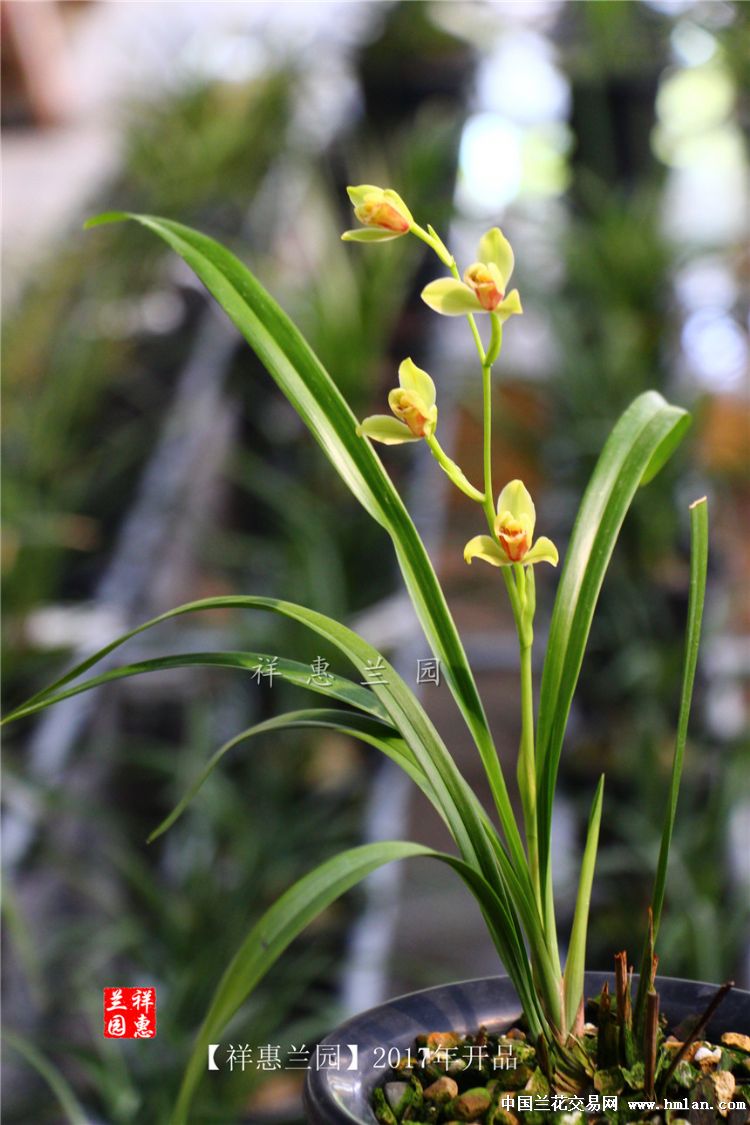 建兰老品种→→夏皇梅←←2苗1现花