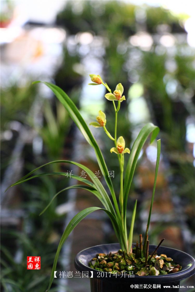 建兰老品种夏皇梅2苗1现花