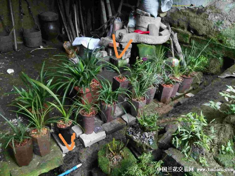 腐牛粪是好东西-种养心得-中国兰花交易网社区