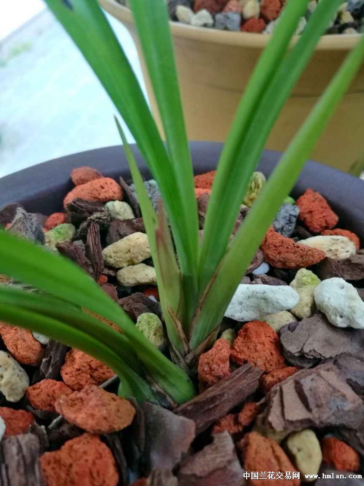 贵妃腋窝里长出个芽,花芽?叶芽?