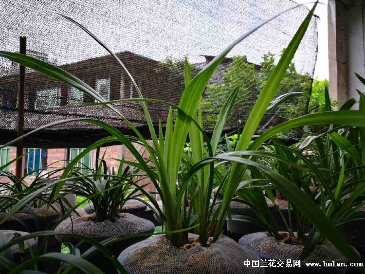 贵妃腋窝里长出个芽,花芽?叶芽?