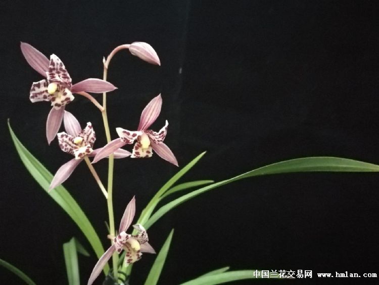 红猫蕊蝶-建兰篇-中国兰花交易网社区