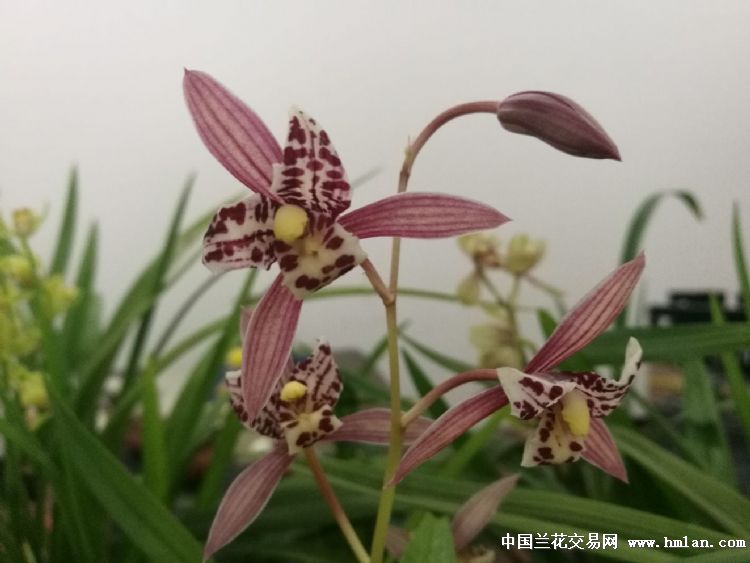 红猫蕊蝶-建兰篇-中国兰花交易网社区
