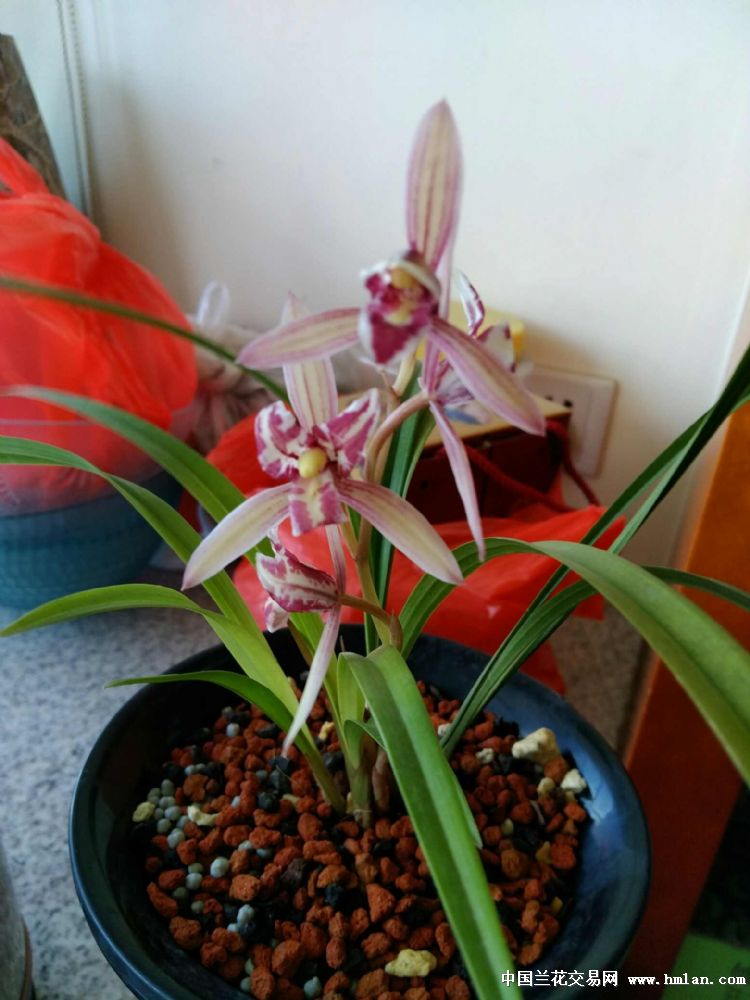 红猫蕊蝶-建兰篇-中国兰花交易网社区