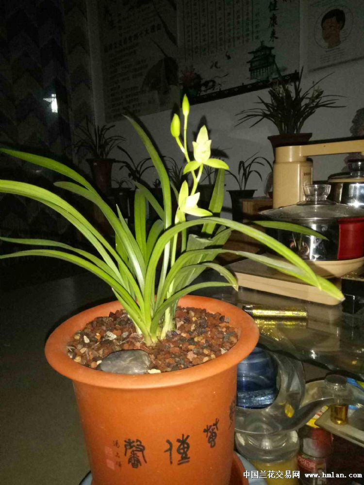 建兰七仙女开花