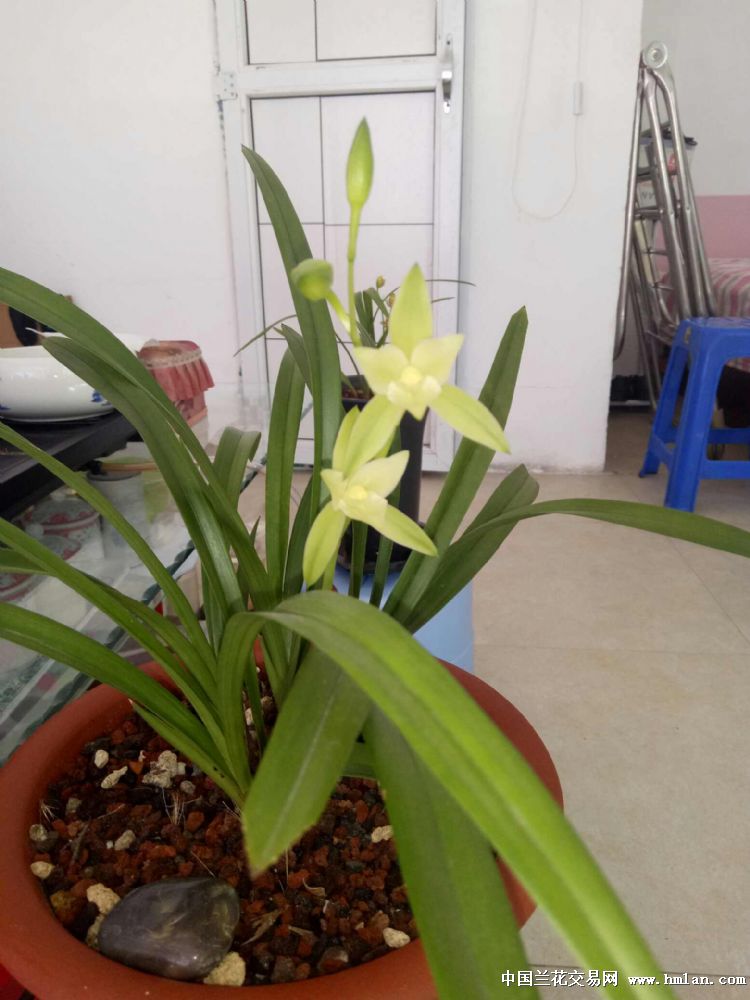 建兰七仙女开花