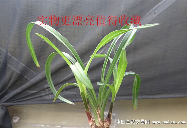 零起拍宽叶莲瓣极品圆头带皮荷瓣草
