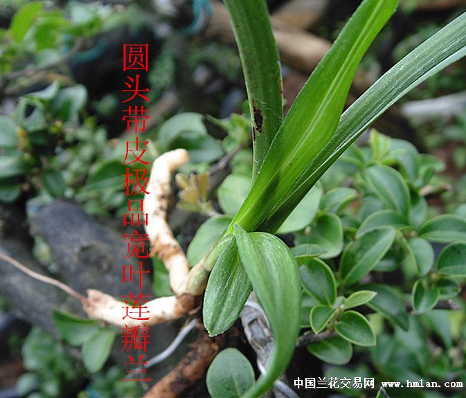 零起拍极品莲瓣兰圆头带皮瓣草一口价包邮
