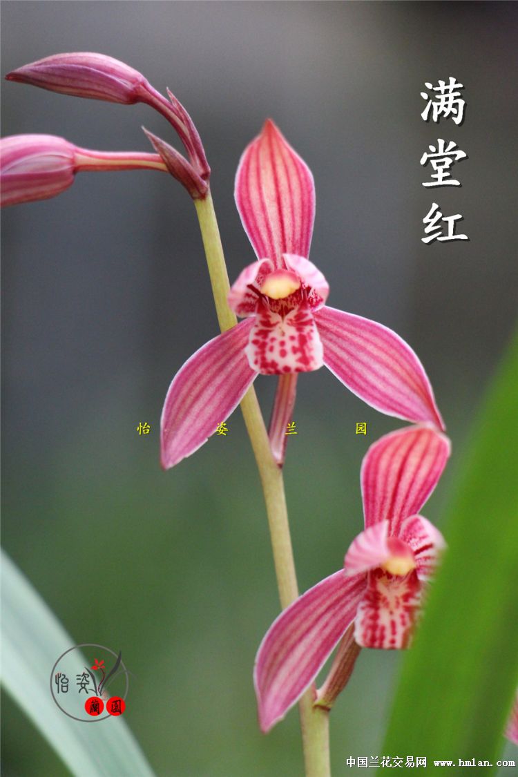 建兰【满堂红】子母苗带花~清秀优质壮苗~带花