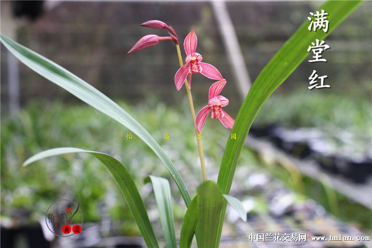 建兰【满堂红】子母苗带花~清秀优质壮苗~带花