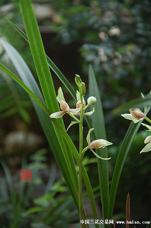 名山仙子-建兰篇-中国兰花交易网社区