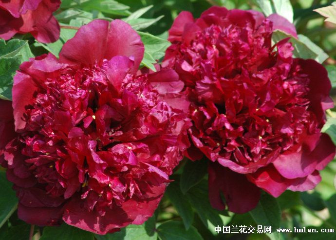 牡丹烟笼紫-其他花卉-中国兰花交易网社区