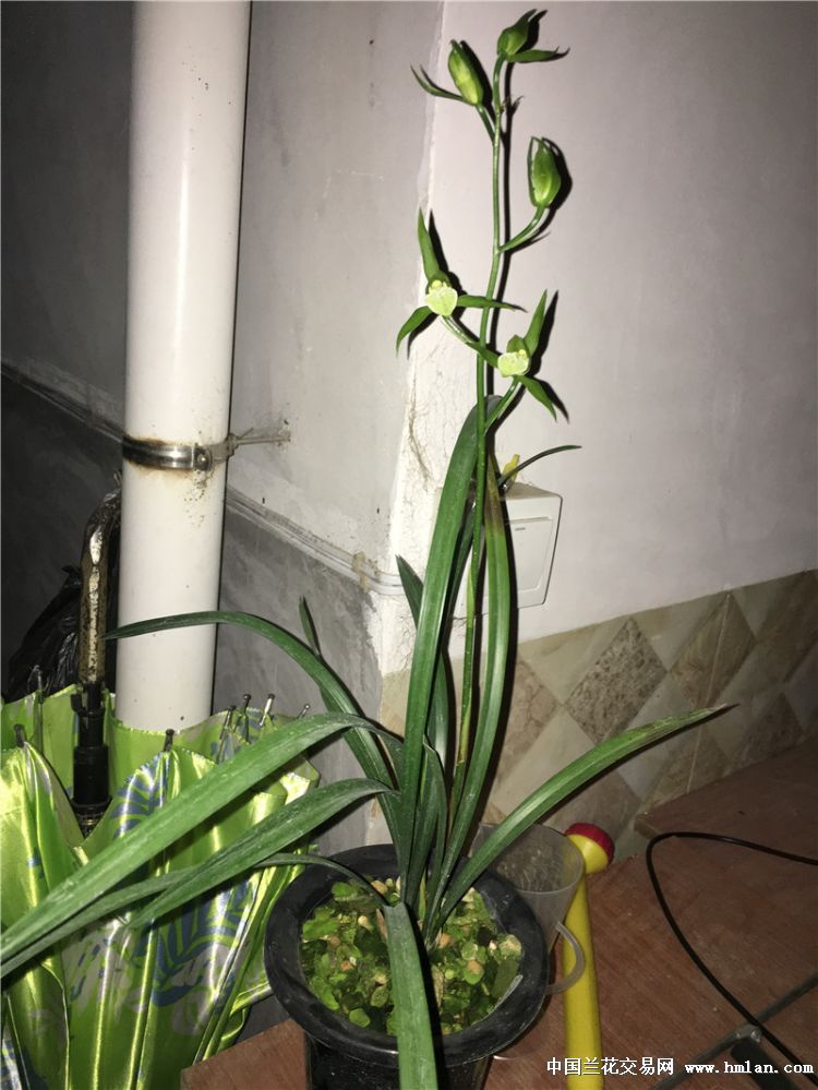 寒兰不卷舌~大圆舌素心~叶形不大~叶形很漂亮