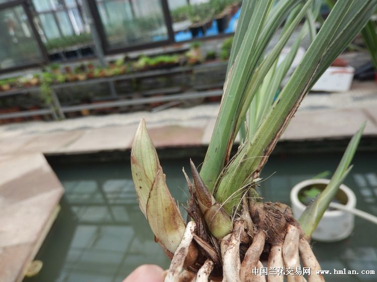 壮苗郑孝荷,带2个胖花苞 2芽