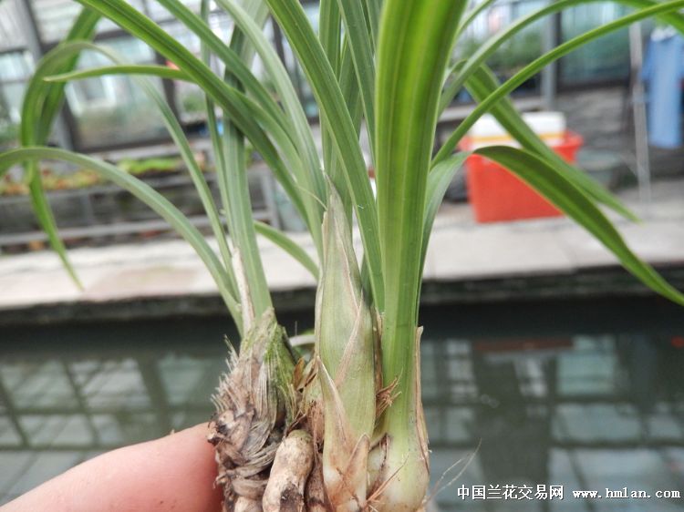 壮苗余蝴蝶,带2个花苞 2芽 - 中国兰花交易网