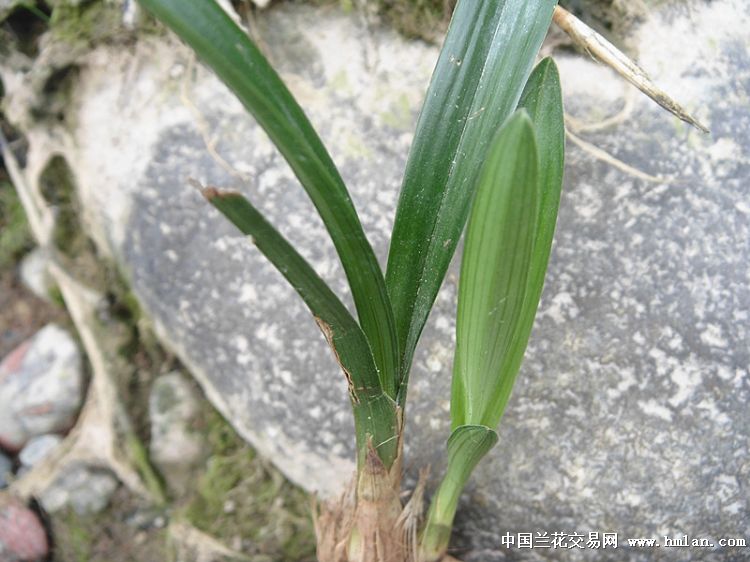 龙根春兰圆头草 中国兰花交易网