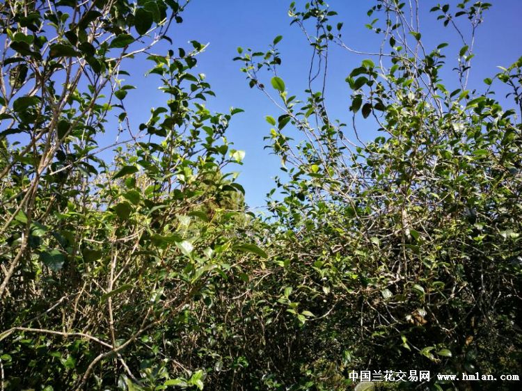 藤条茶小知识-茶艺茶道-中国兰花交易网社区