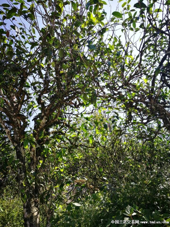 藤条茶小知识-茶艺茶道-中国兰花交易网社区