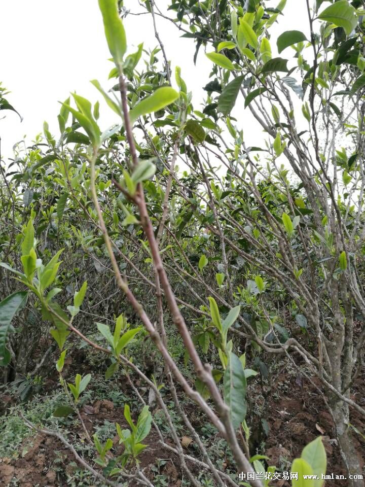 藤条茶小知识-茶艺茶道-中国兰花交易网社区