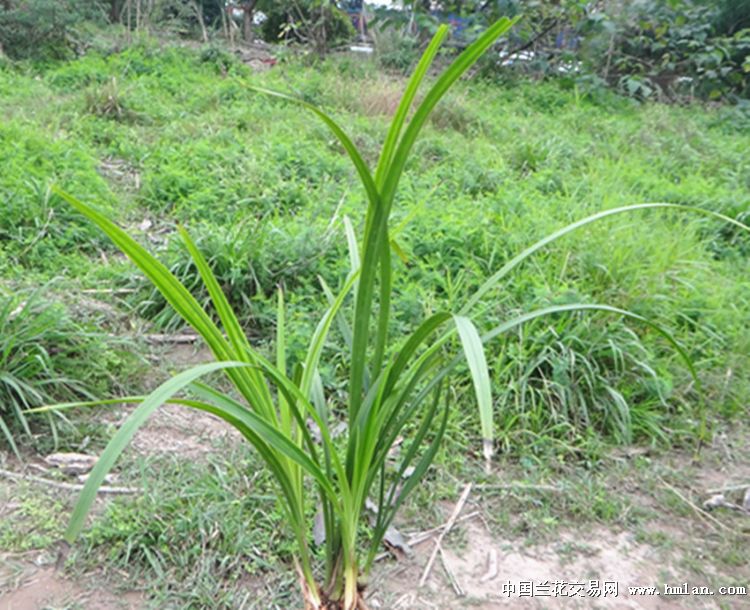 带点异彩西瓜皮花纹叶下山龙根春剑【赌花草】