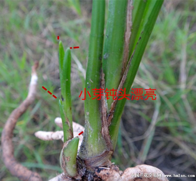 甲壳钝头下山龙根送春赌荷瓣草