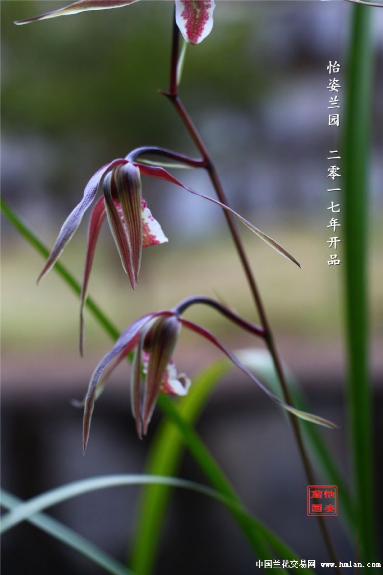 浓香寒兰红花红舌斑a63红花