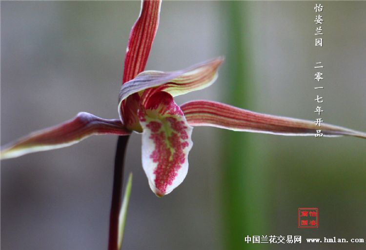 浓香寒兰红花红舌斑a63红花