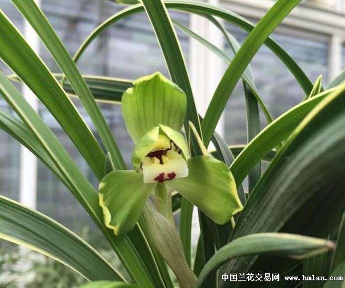 金富贵(3苗3花苞) - 中国兰花交易网