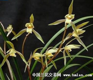 春晖(4苗3花苞) - 中国兰花交易网