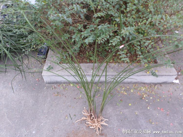 自然下山蕙兰细叶红香妃-377