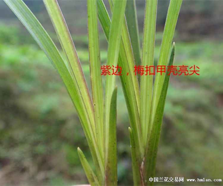 优惠拍紫边,甲壳梅扣亮尖,下山细叶春梅草