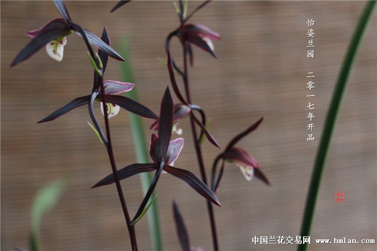 下山细叶寒新品,稳定的,紫黑花,红猫捧,开足照-寒兰篇
