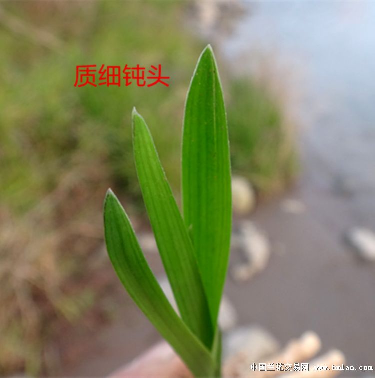 紧尖起兜下山头型春兰赌荷草 中国兰花交易网