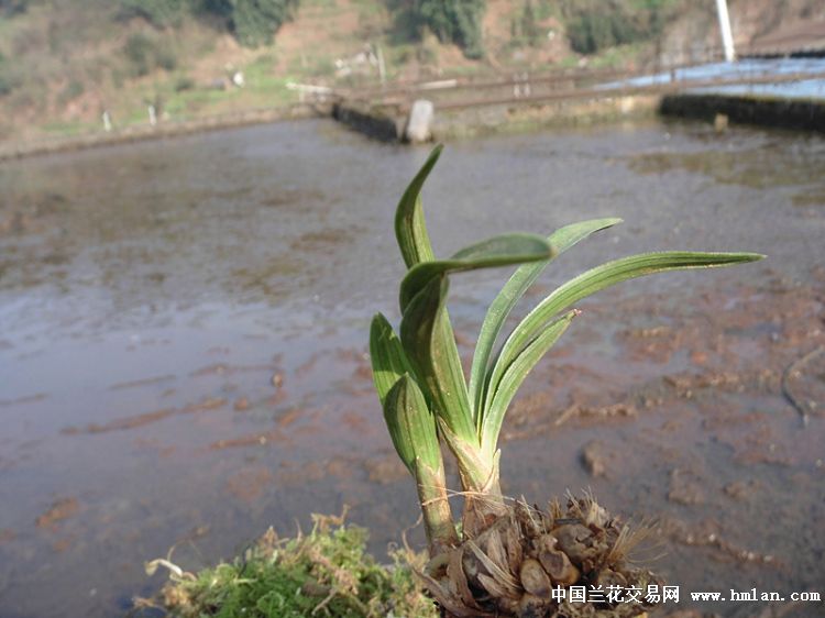 矮小春兰头型草 中国兰花交易网