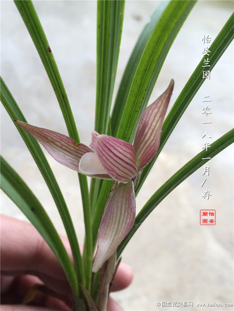 20180109到的浓香春兰红花素心存档