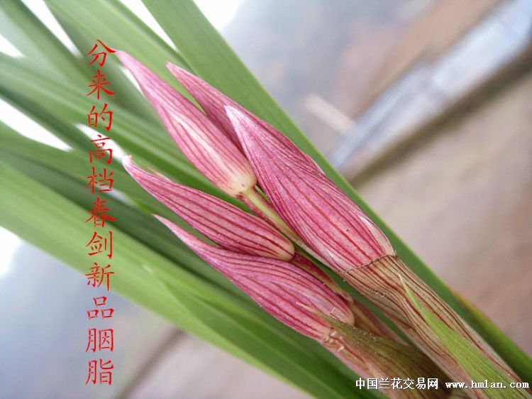 分来的高档春剑新品胭脂(包邮) - 中国兰花交易网