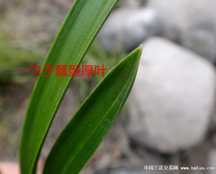 刚挖勺子瓢型木纹厚叶下山春兰赌荷草 - 中国兰花交易