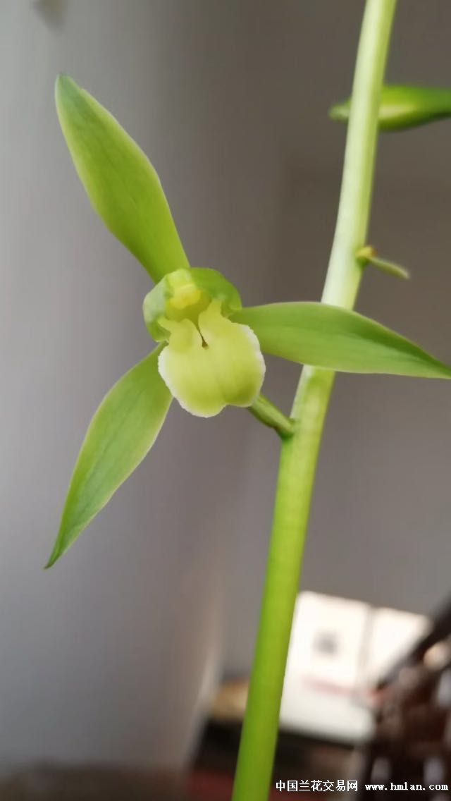 这墨兰素花,刚开花竿笔直,味道似桂花香,真是