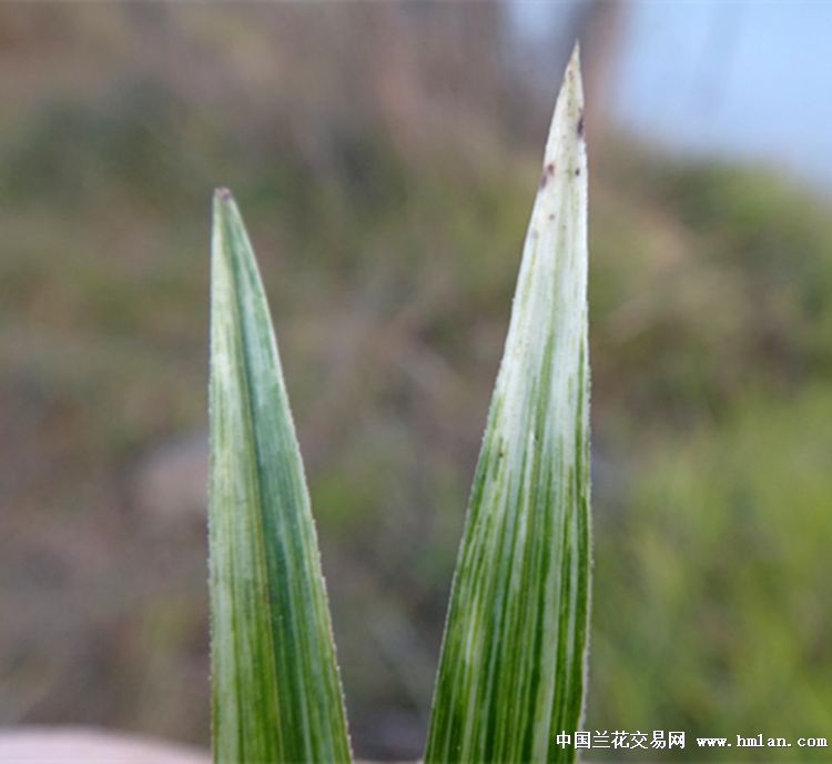 低拍.刚挖瓷白水晶丝龙根春兰丝草【赌花艺】