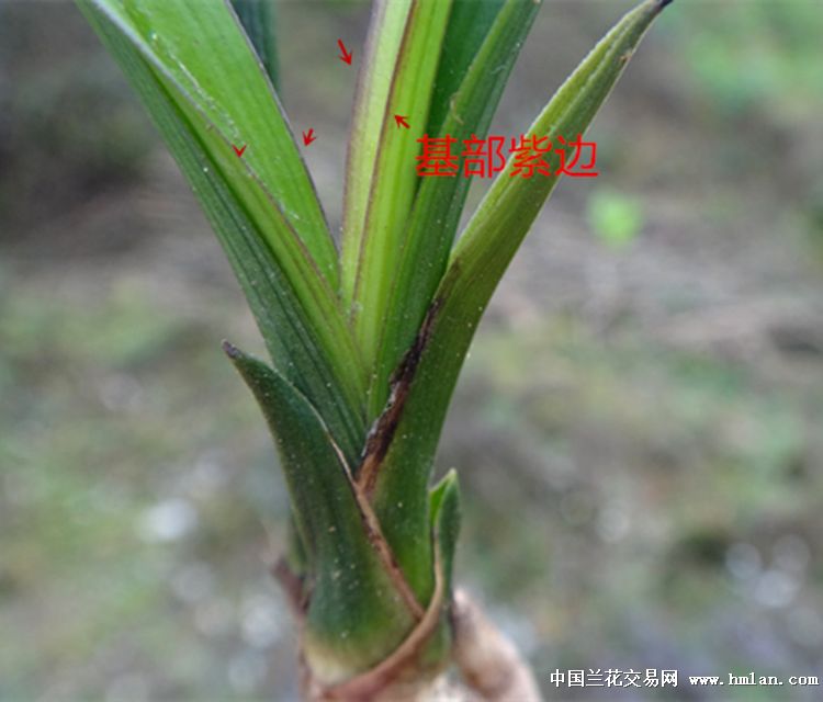 油润紫边皮草下山龙根春剑好赌草
