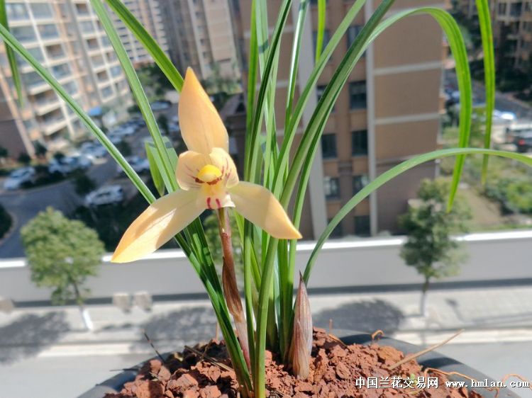 香豆瓣色花:红双喜 一盆3苗 - 中国兰花交易网